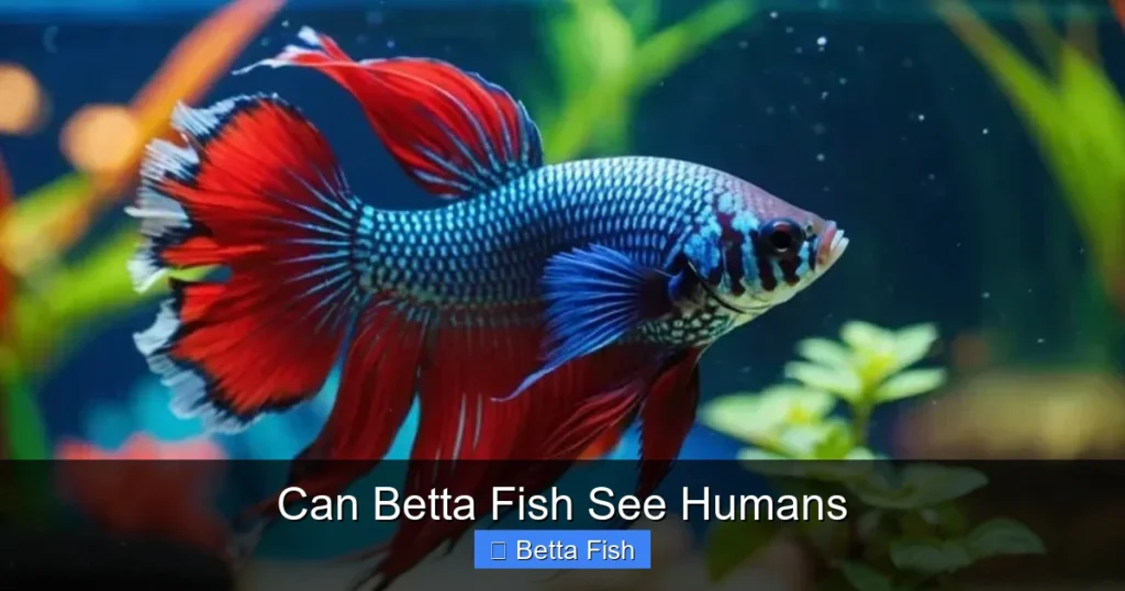 Can Betta Fish See Humans