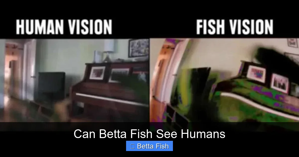 Can Betta Fish See Humans