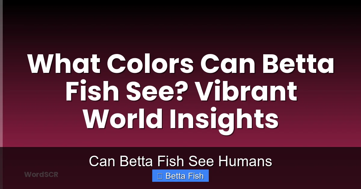 Can Betta Fish See Humans