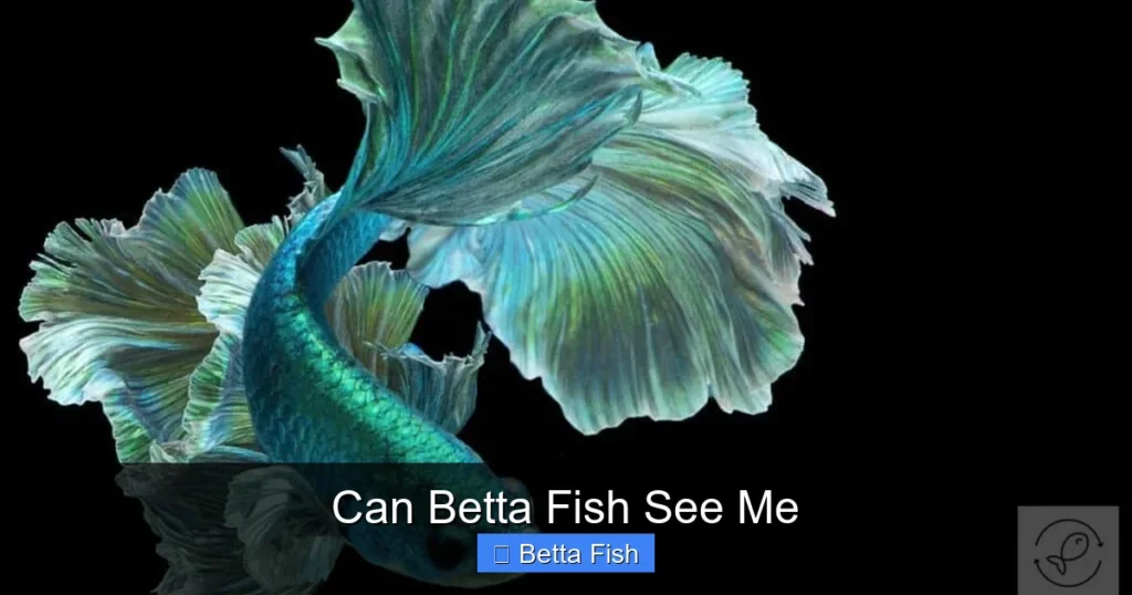 Can Betta Fish See Me