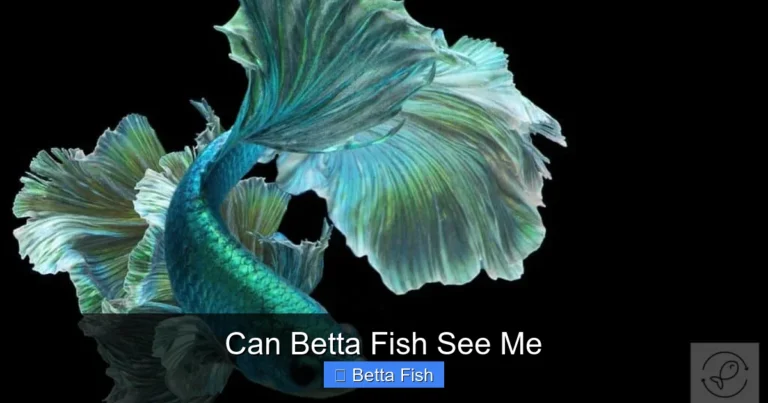 Can Betta Fish See Me