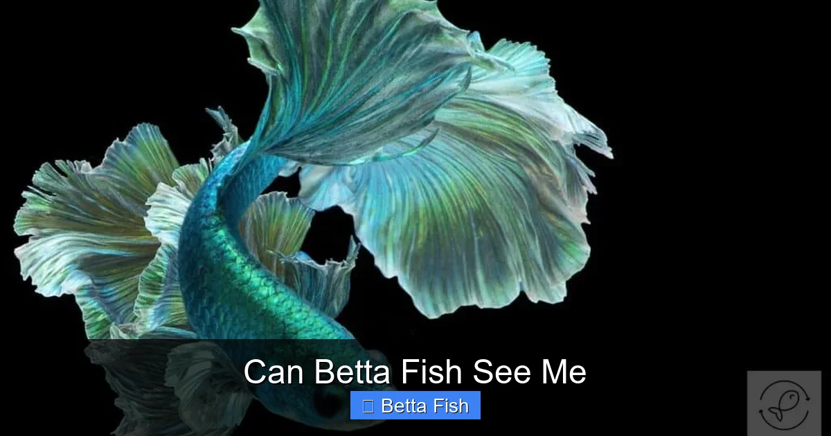 Can Betta Fish See Me