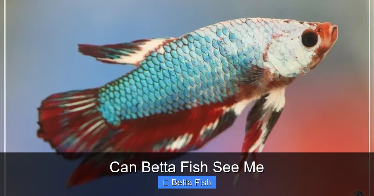 Can Betta Fish See Me