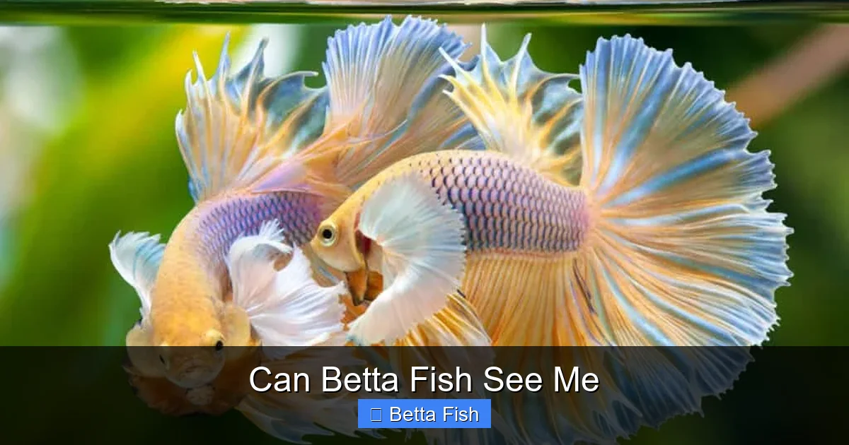 Can Betta Fish See Me