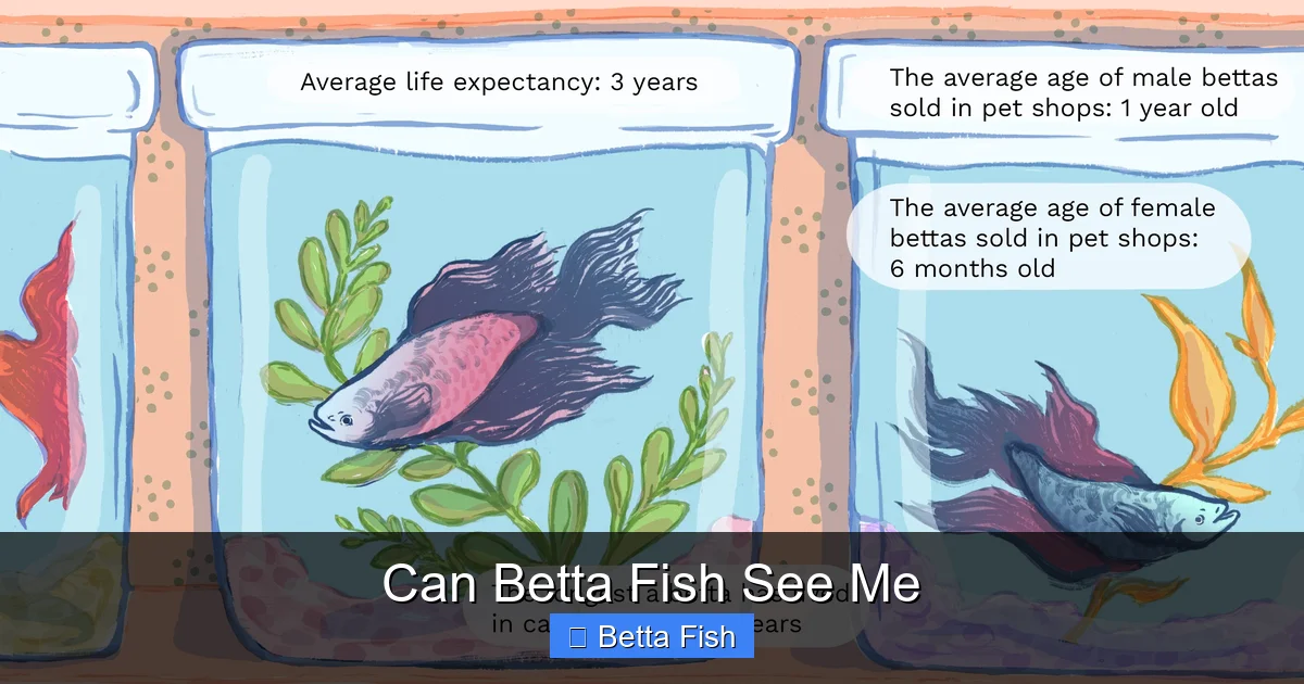 Can Betta Fish See Me