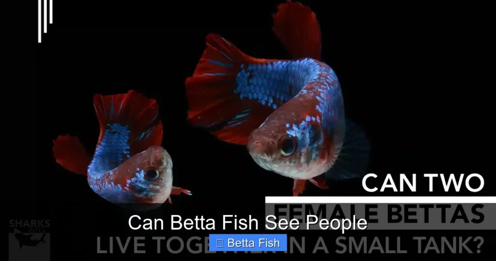Can Betta Fish See People