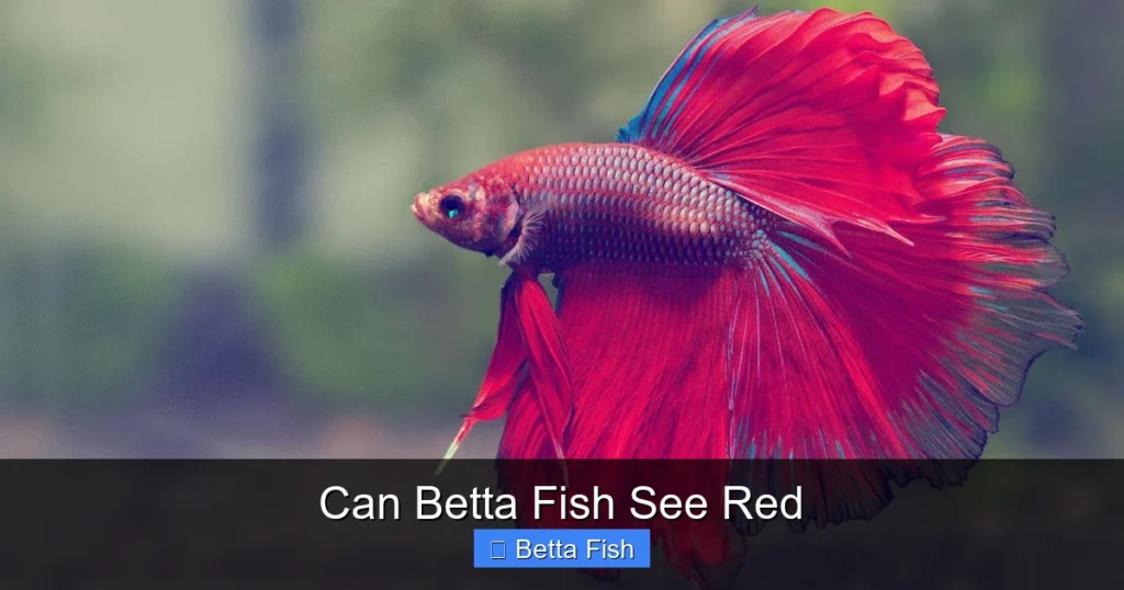 Can Betta Fish See Red