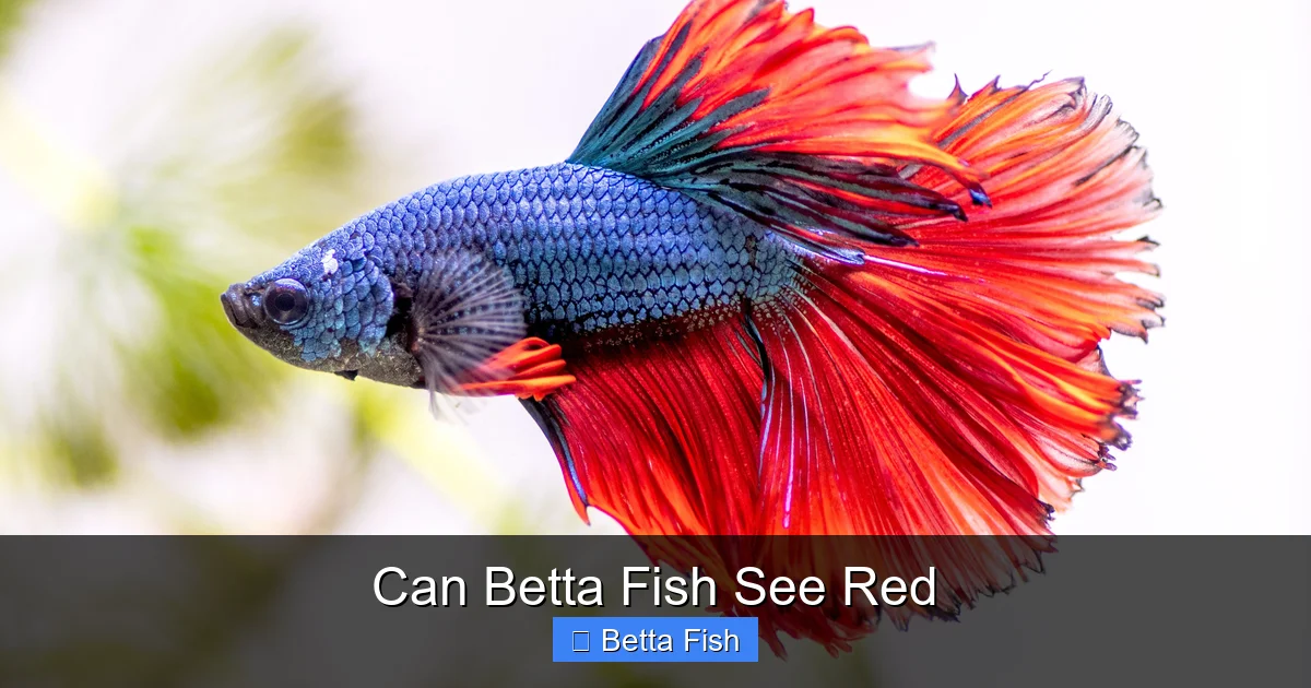 Can Betta Fish See Red