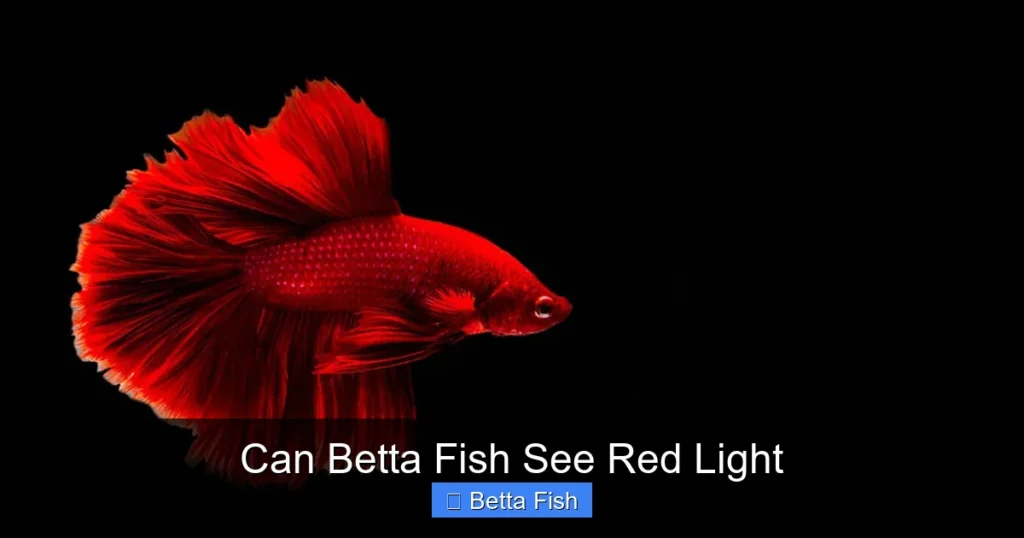 Can Betta Fish See Red Light