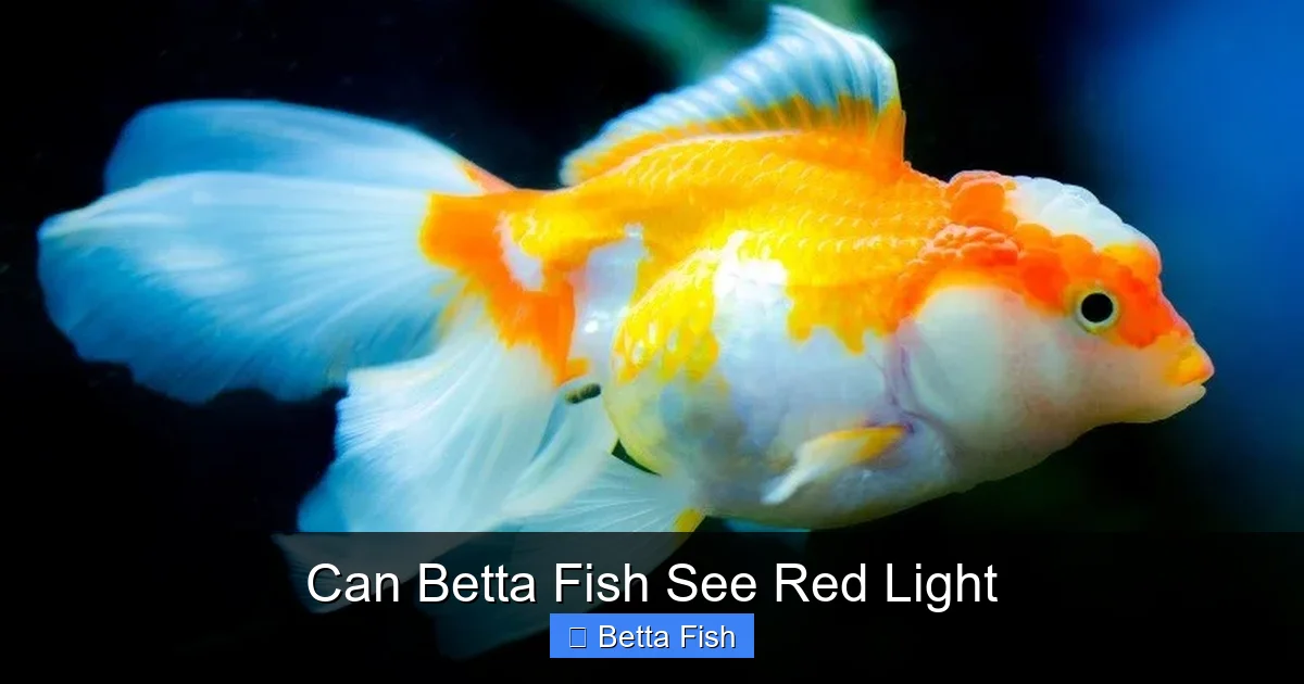 Can Betta Fish See Red Light