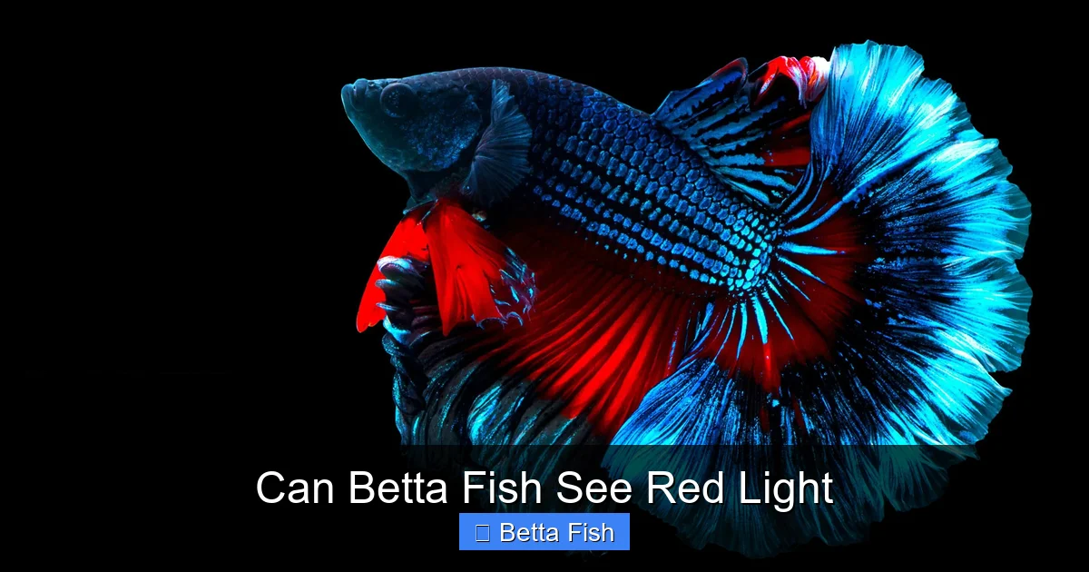 Can Betta Fish See Red Light
