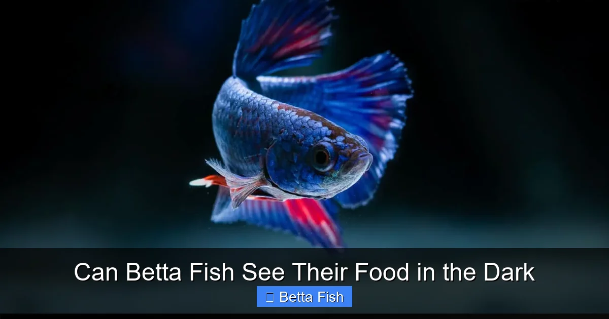 Can Betta Fish See Their Food in the Dark