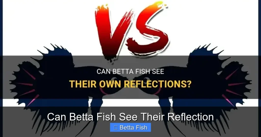 Can Betta Fish See Their Reflection