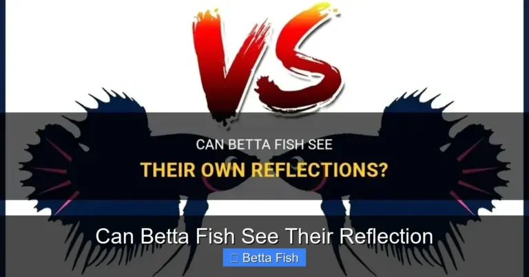 Can Betta Fish See Their Reflection