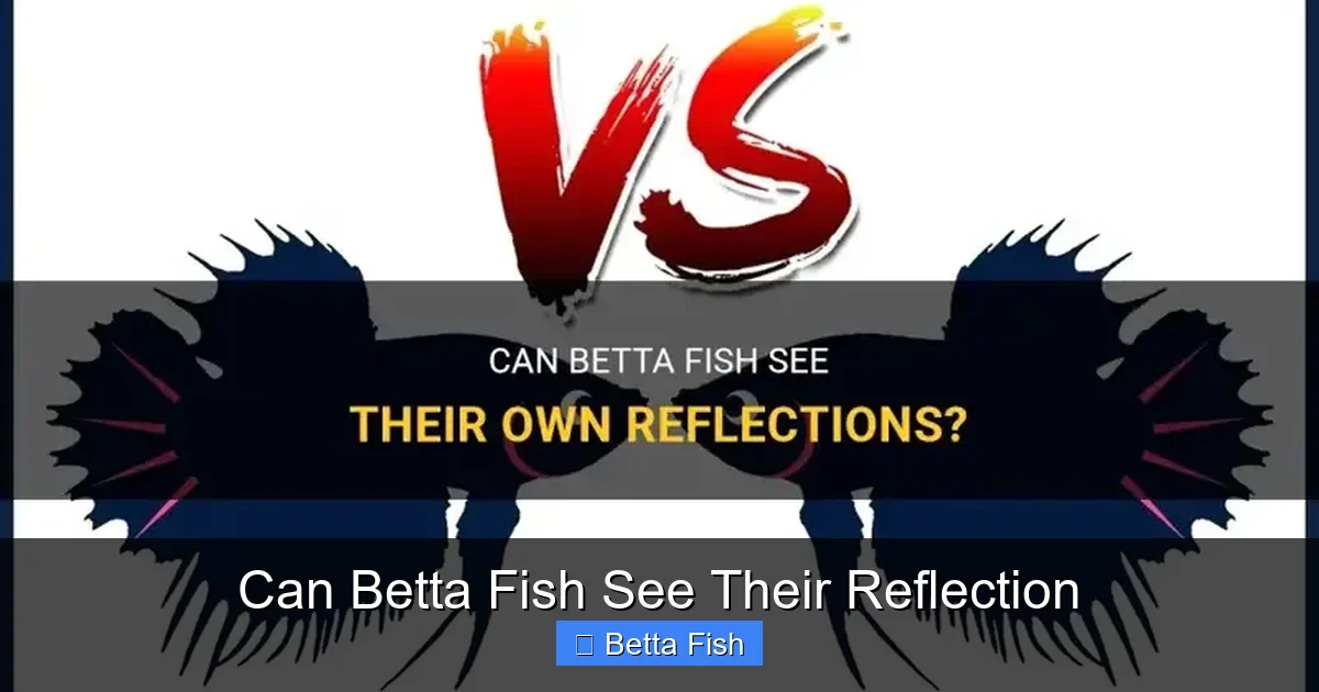 Can Betta Fish See Their Reflection