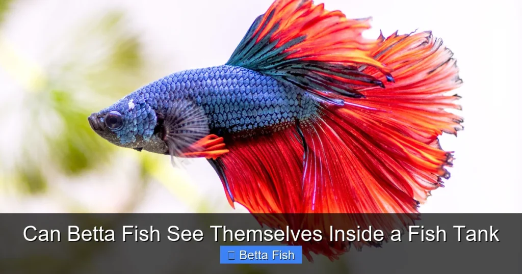 Can Betta Fish See Themselves Inside a Fish Tank