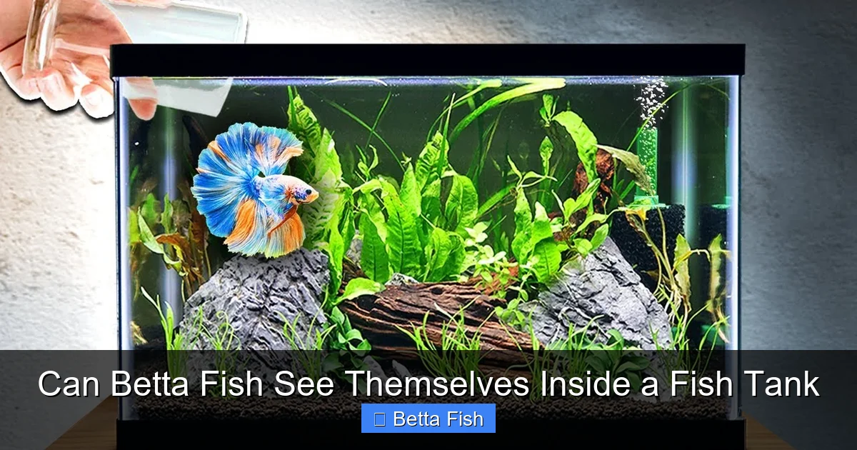 Can Betta Fish See Themselves Inside a Fish Tank