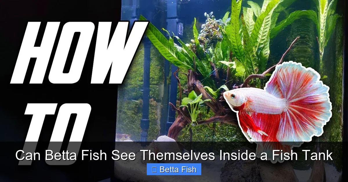 Can Betta Fish See Themselves Inside a Fish Tank