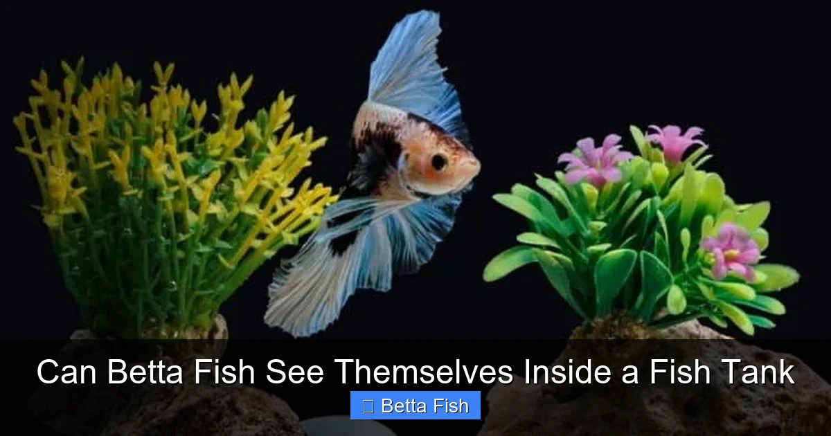 Can Betta Fish See Themselves Inside a Fish Tank