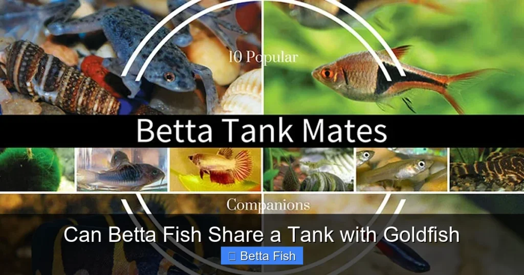 Can Betta Fish Share a Tank with Goldfish