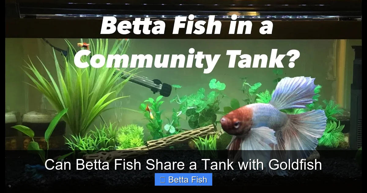 Can Betta Fish Share a Tank with Goldfish
