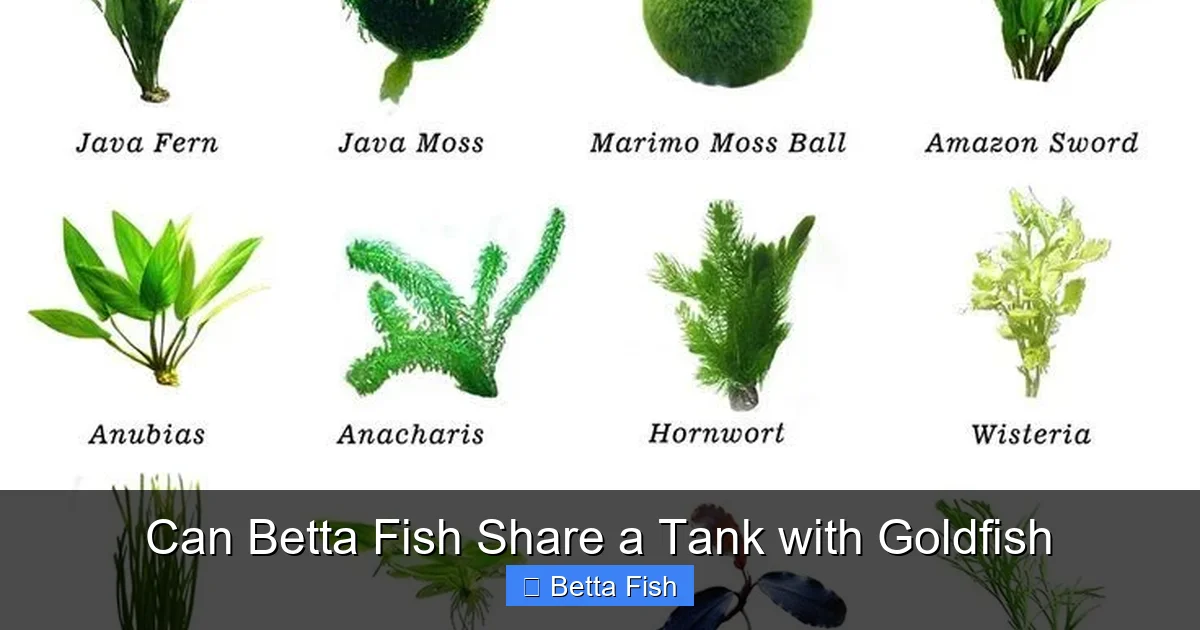 Can Betta Fish Share a Tank with Goldfish