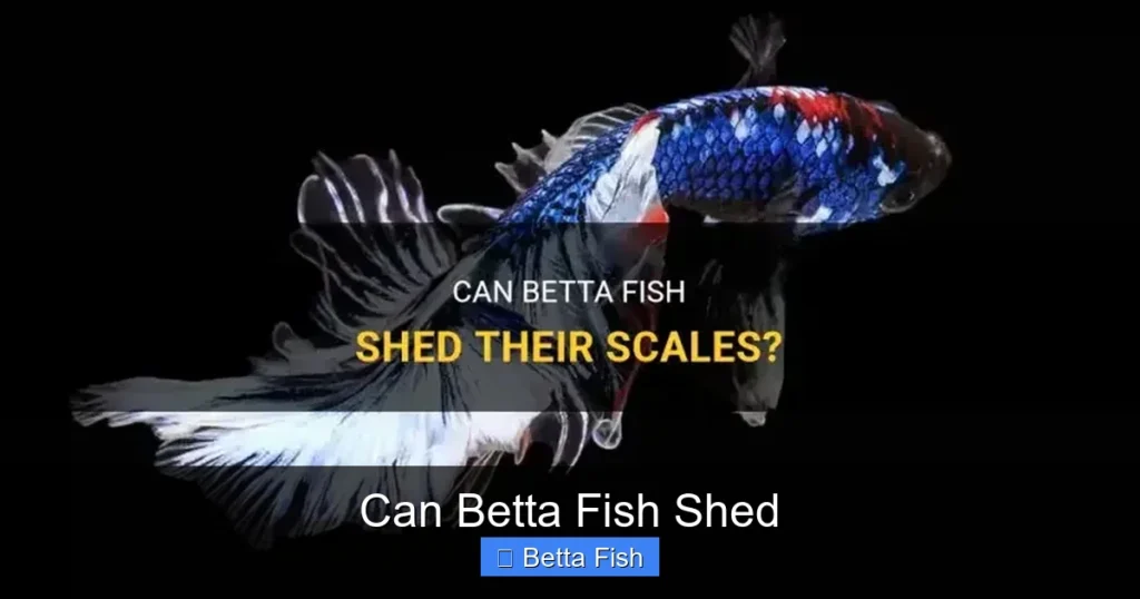Can Betta Fish Shed