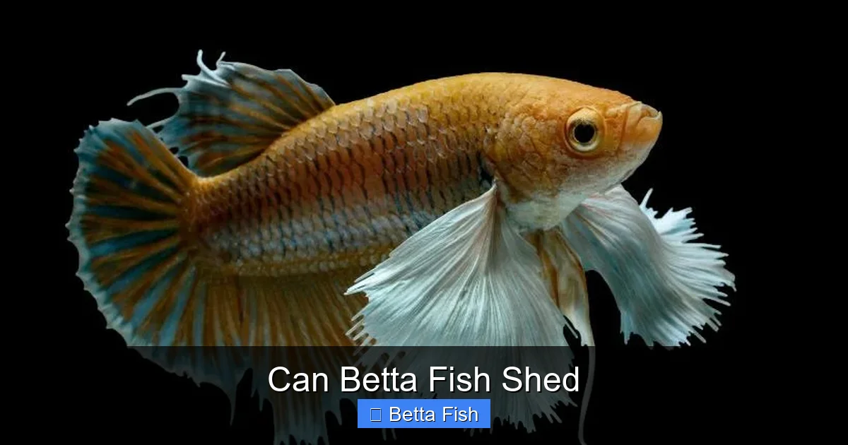 Can Betta Fish Shed