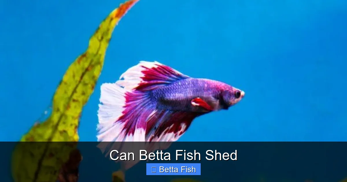 Can Betta Fish Shed