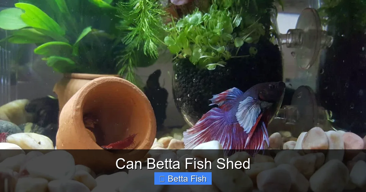 Can Betta Fish Shed