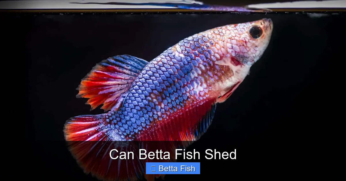 Can Betta Fish Shed