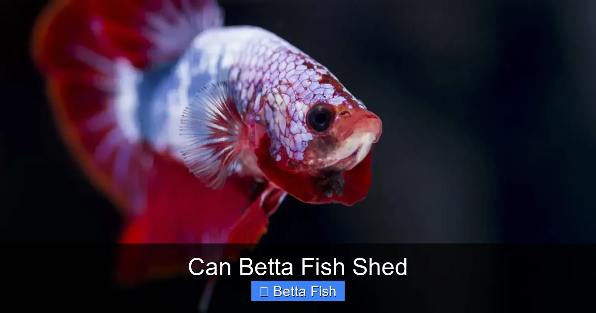 Can Betta Fish Shed
