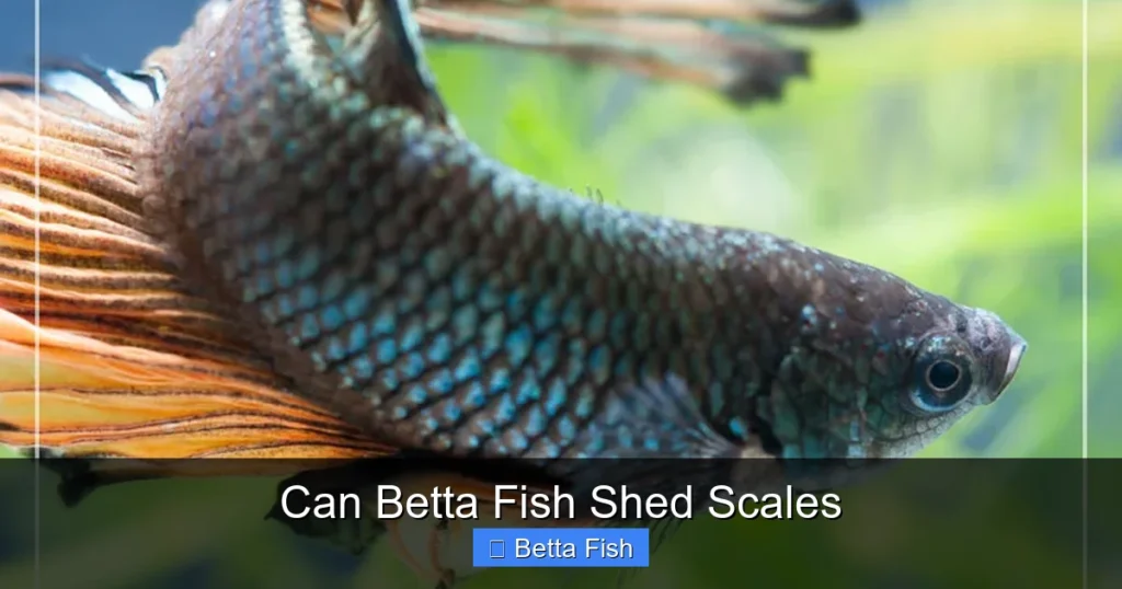 Can Betta Fish Shed Scales