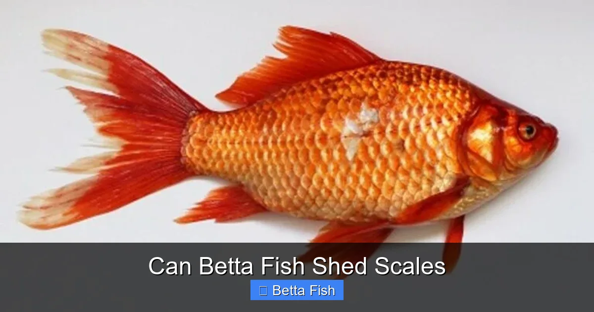 Can Betta Fish Shed Scales