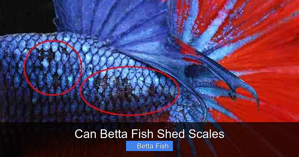 Can Betta Fish Shed Scales