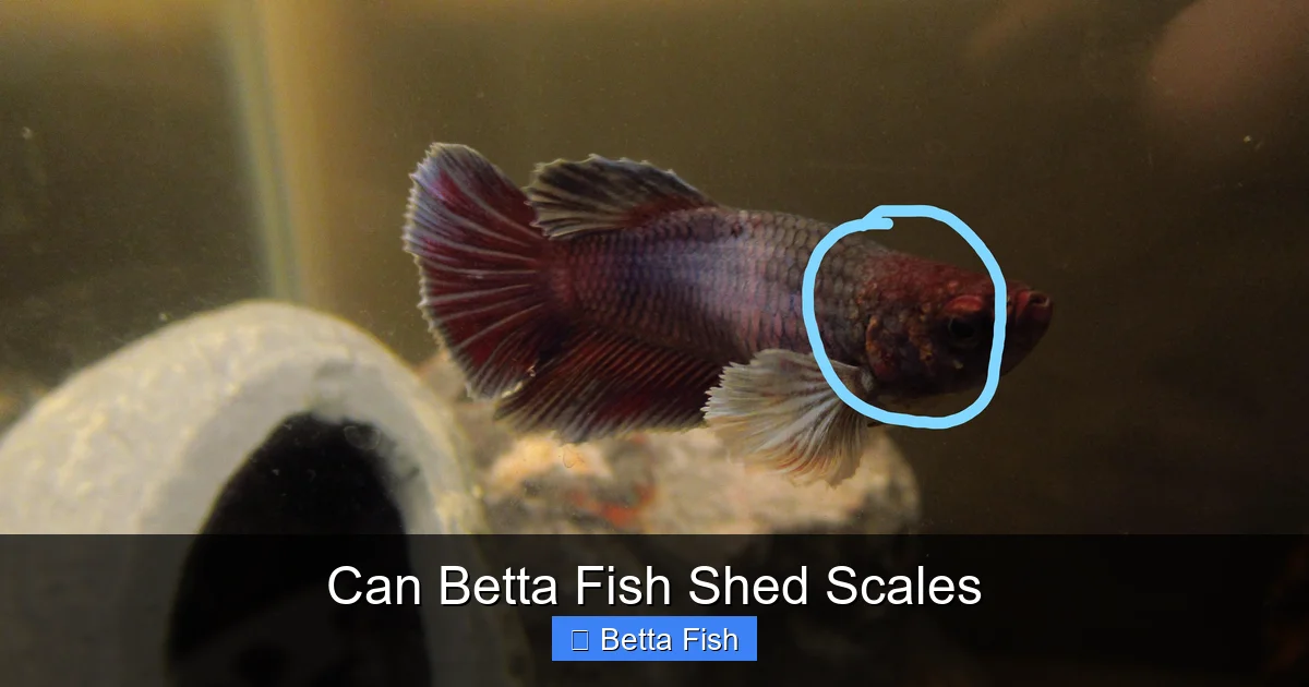 Can Betta Fish Shed Scales