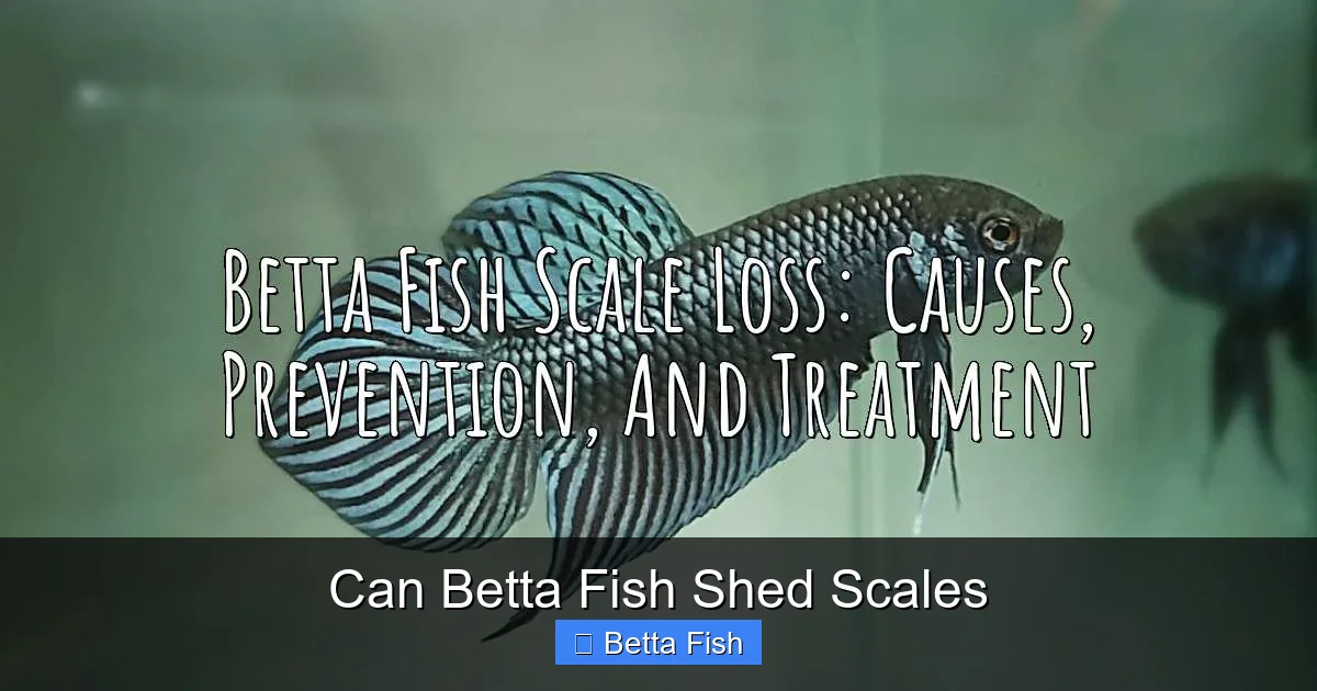 Can Betta Fish Shed Scales