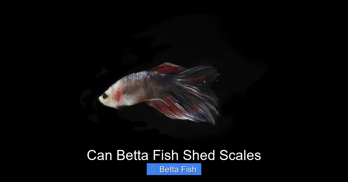 Can Betta Fish Shed Scales