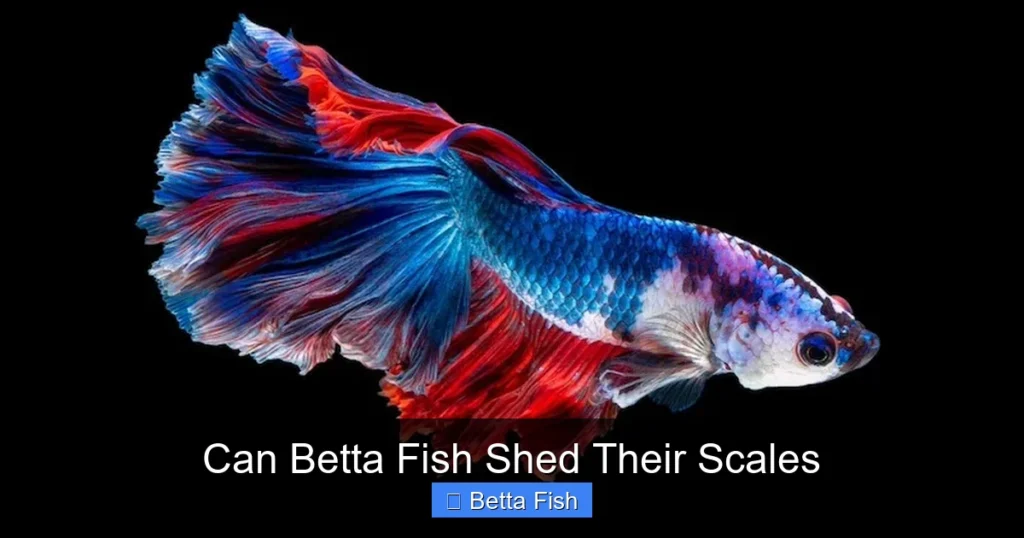 Can Betta Fish Shed Their Scales