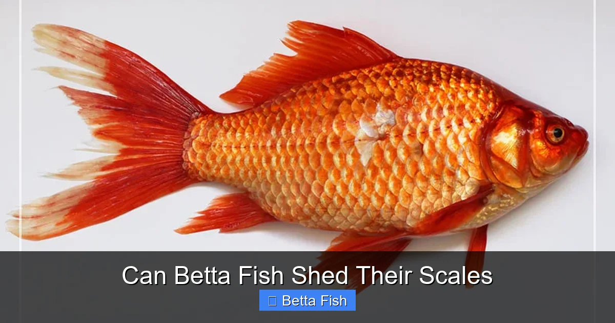 Can Betta Fish Shed Their Scales