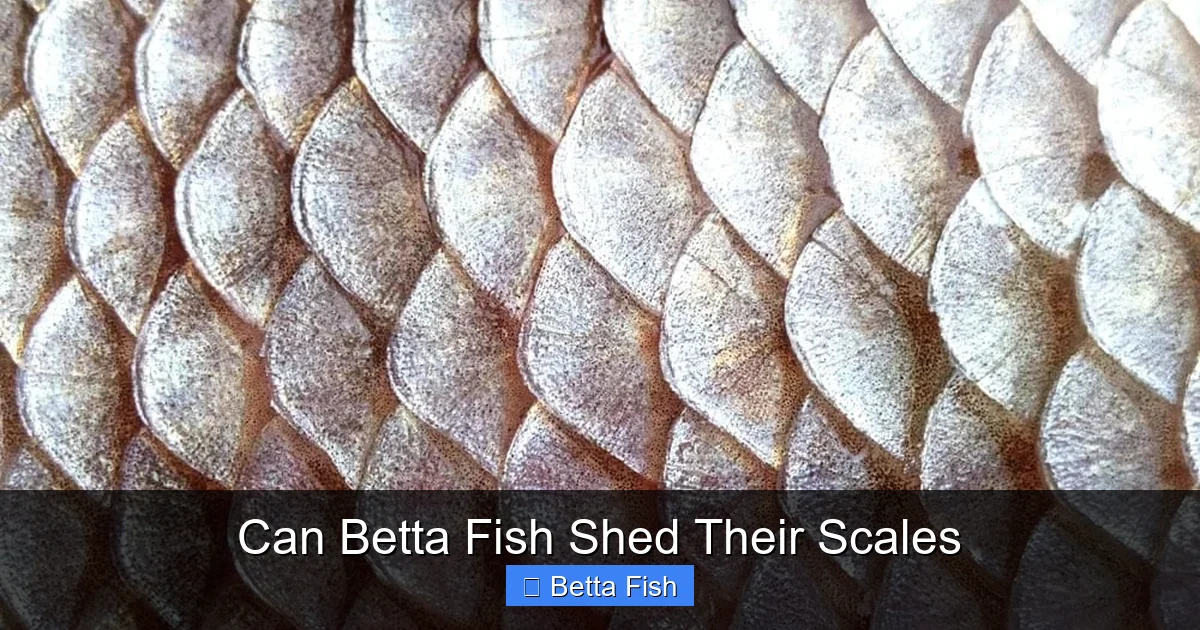 Can Betta Fish Shed Their Scales