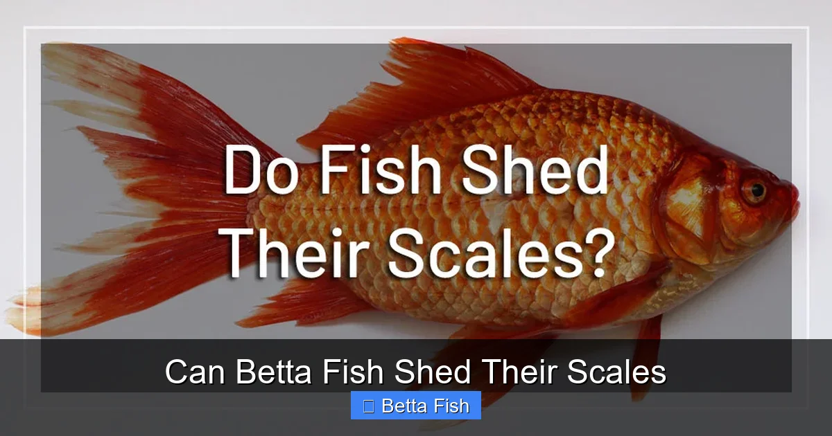 Can Betta Fish Shed Their Scales