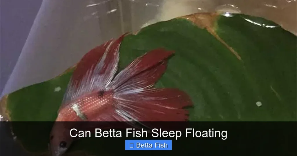 Can Betta Fish Sleep Floating