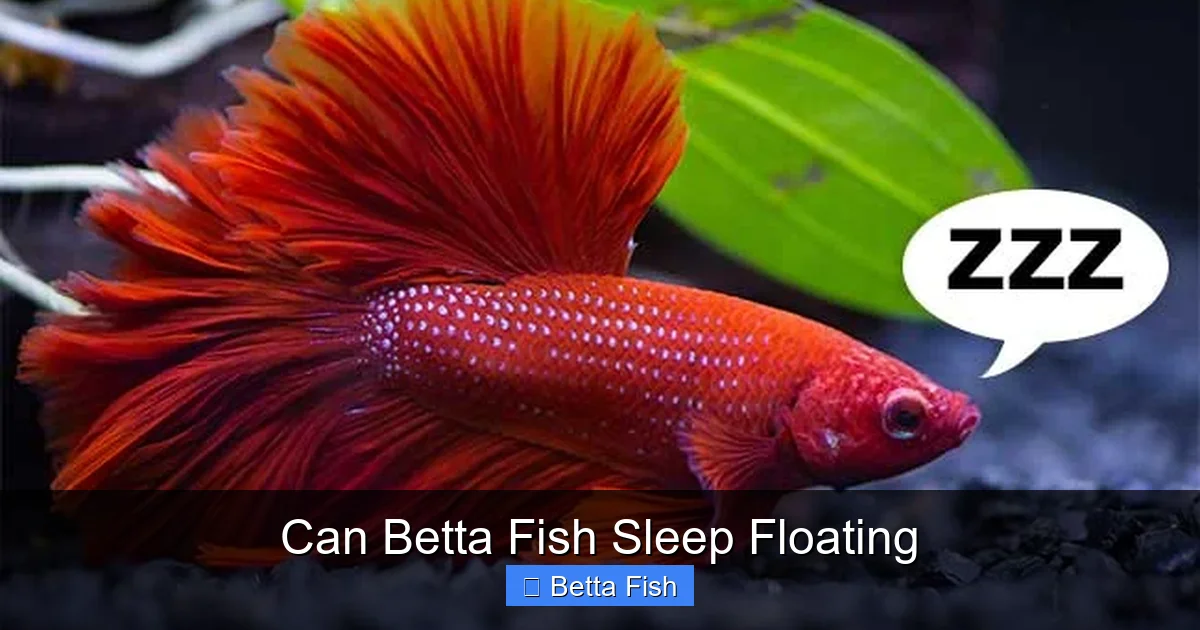 Can Betta Fish Sleep Floating