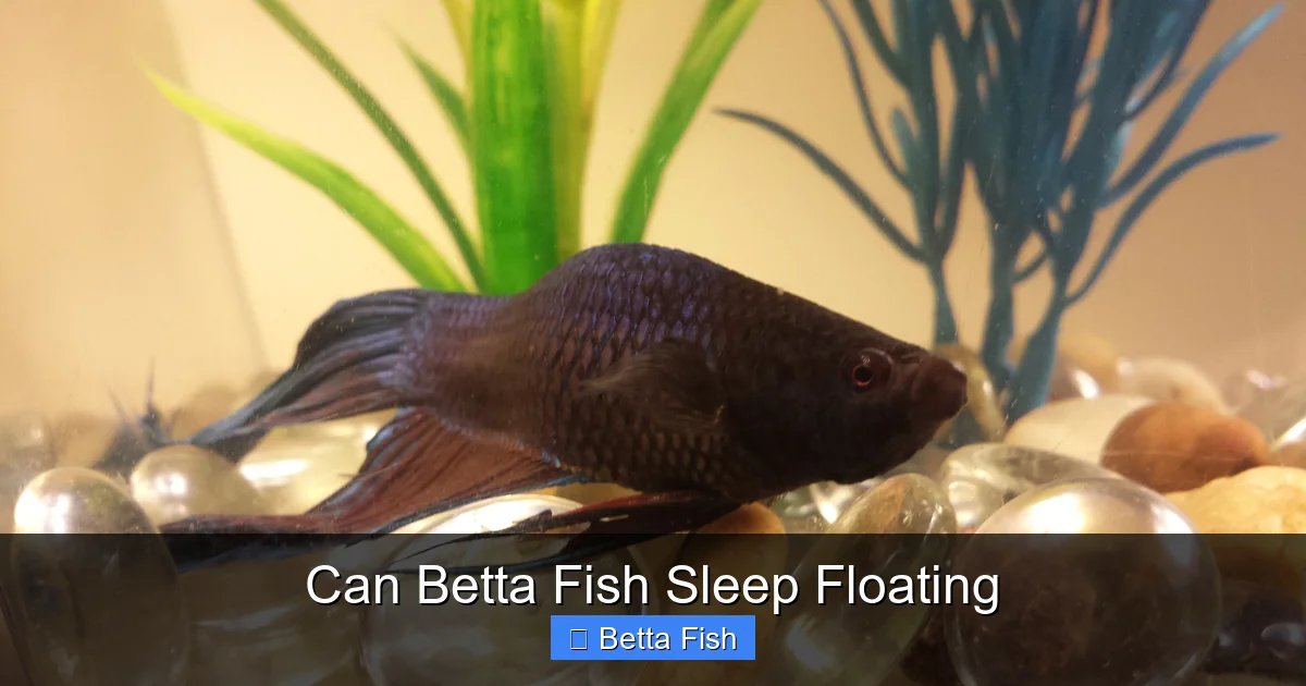 Can Betta Fish Sleep Floating