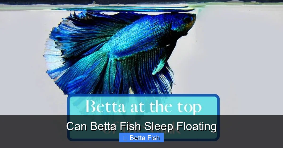 Can Betta Fish Sleep Floating