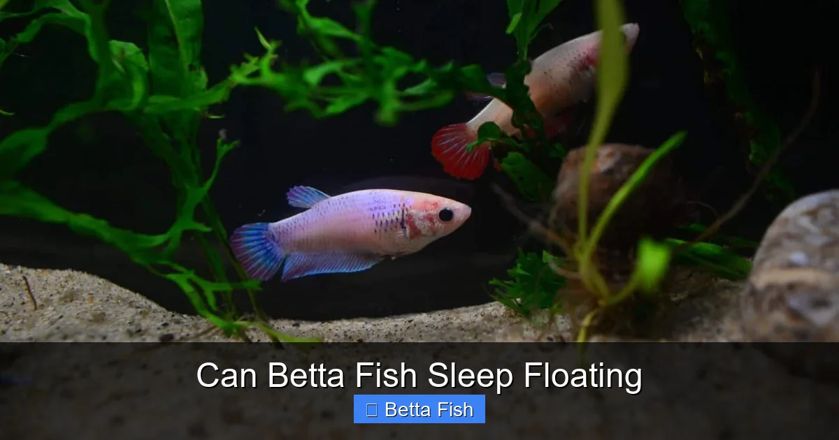 Can Betta Fish Sleep Floating