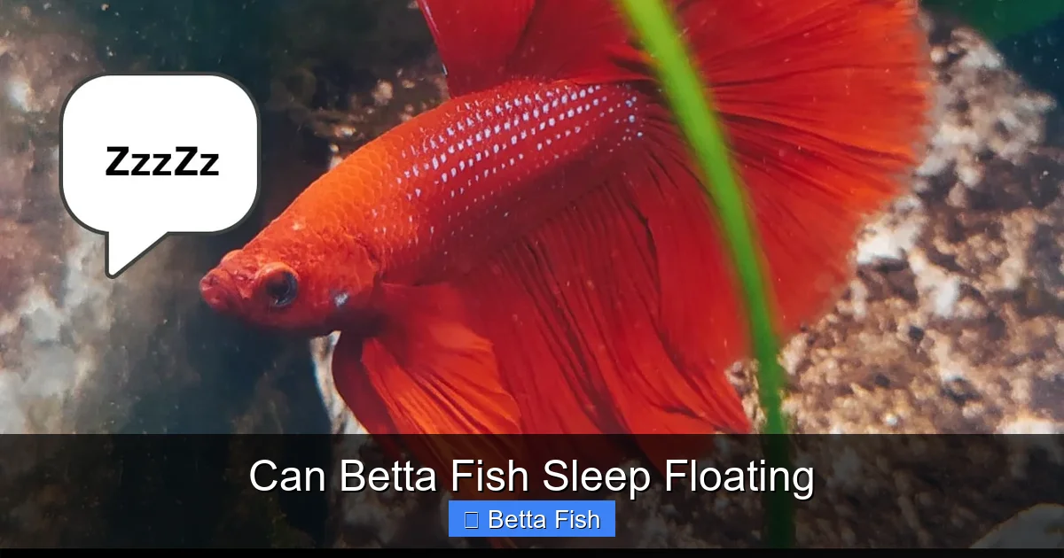 Can Betta Fish Sleep Floating
