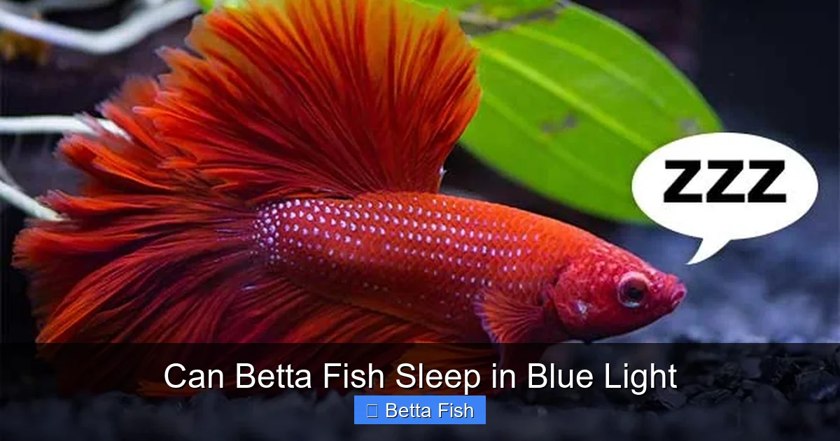 Can Betta Fish Sleep in Blue Light