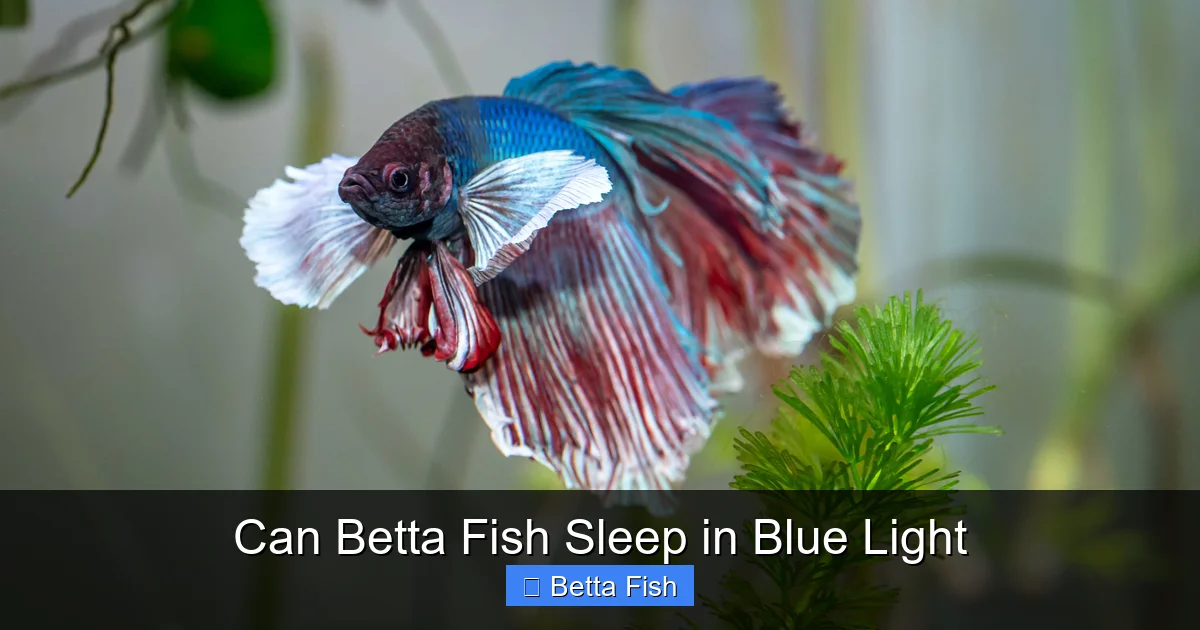 Can Betta Fish Sleep in Blue Light